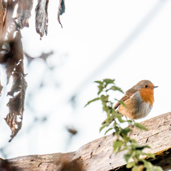 Winter Bird Feeding robin on fence