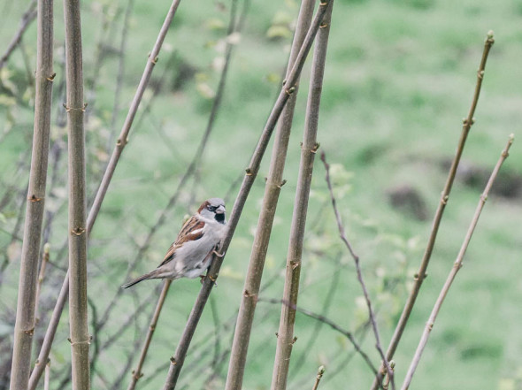 Winter Bird Feeding sparrow in hedge