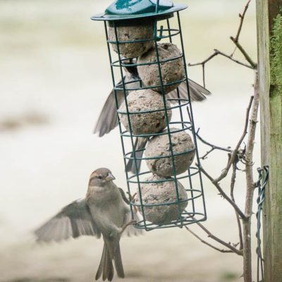 Winter Bird Feeding sparrow landing