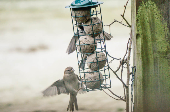 Winter Bird Feeding sparrow landing