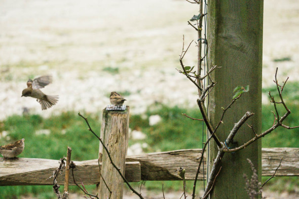 Winter Bird Feeding sparrows on fence