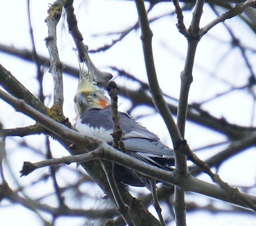 Big Garden Birdwatch Parakeet