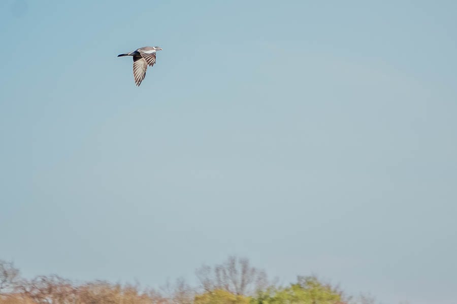 Bird watch woodpigeon in sky