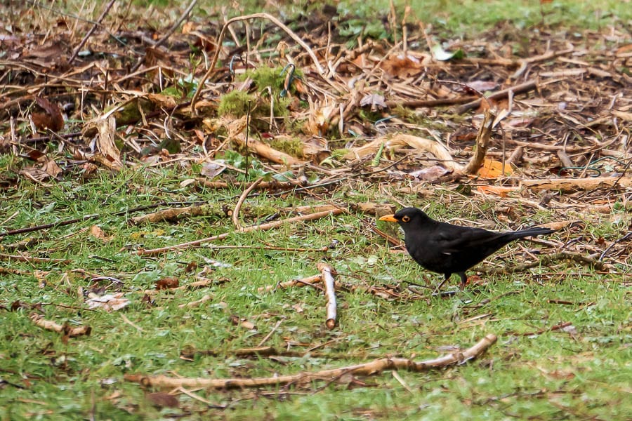 Big Garden Birdwatch Blackbird