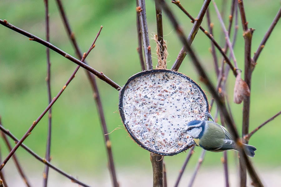 Blue tit and coconut feeder