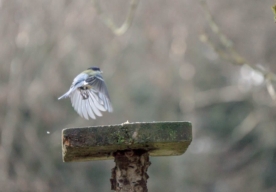 Blue tit landing on feeder