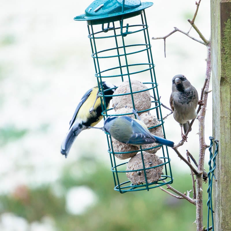 Blue tits and sparrow on feeder
