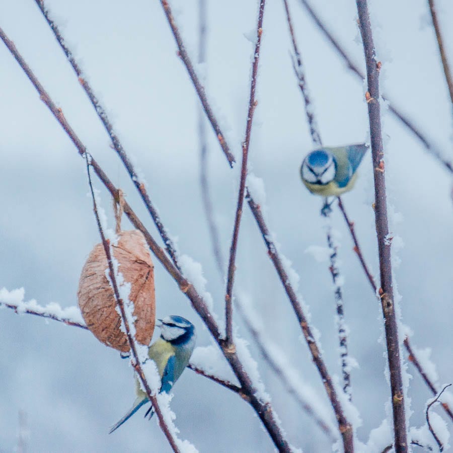 Blue tits on feeder in snow