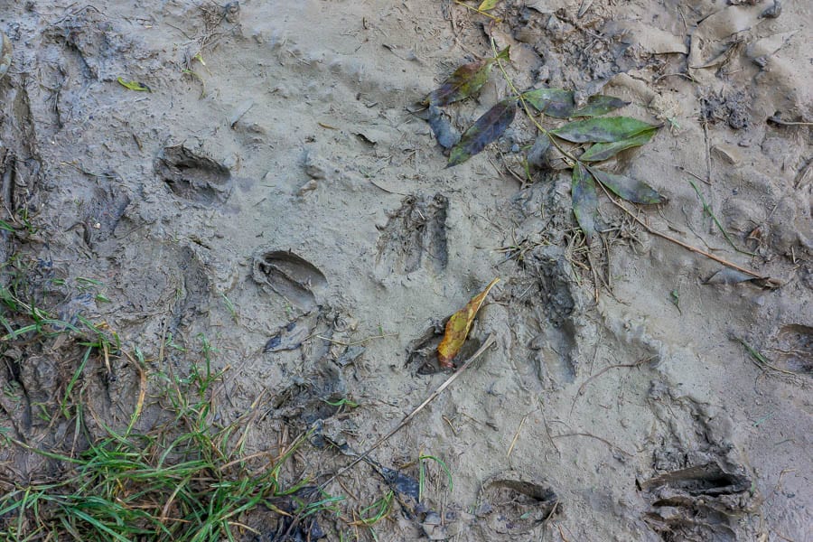 Casting animal tracks deer trail