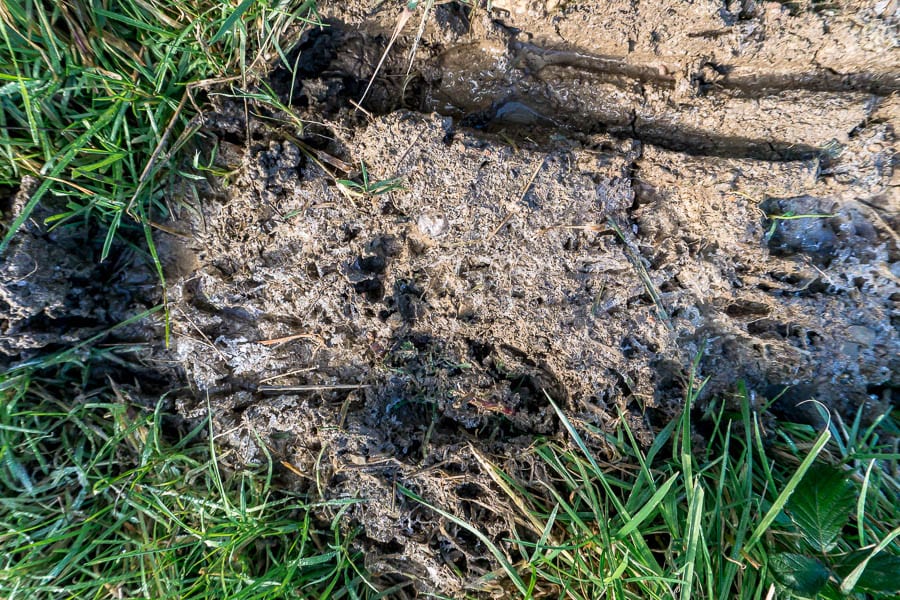 Casting animal tracks in mud
