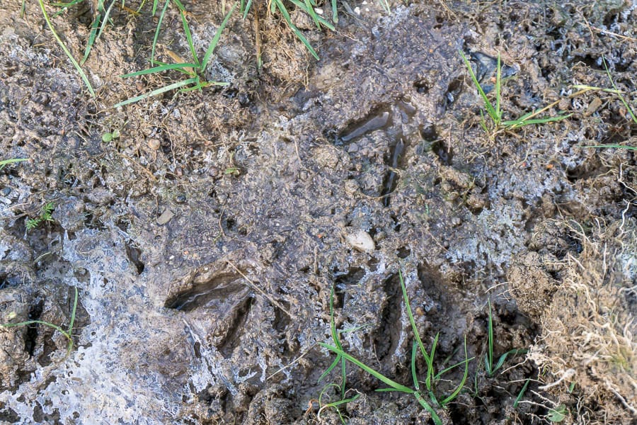 Casting pheasant animal tracks