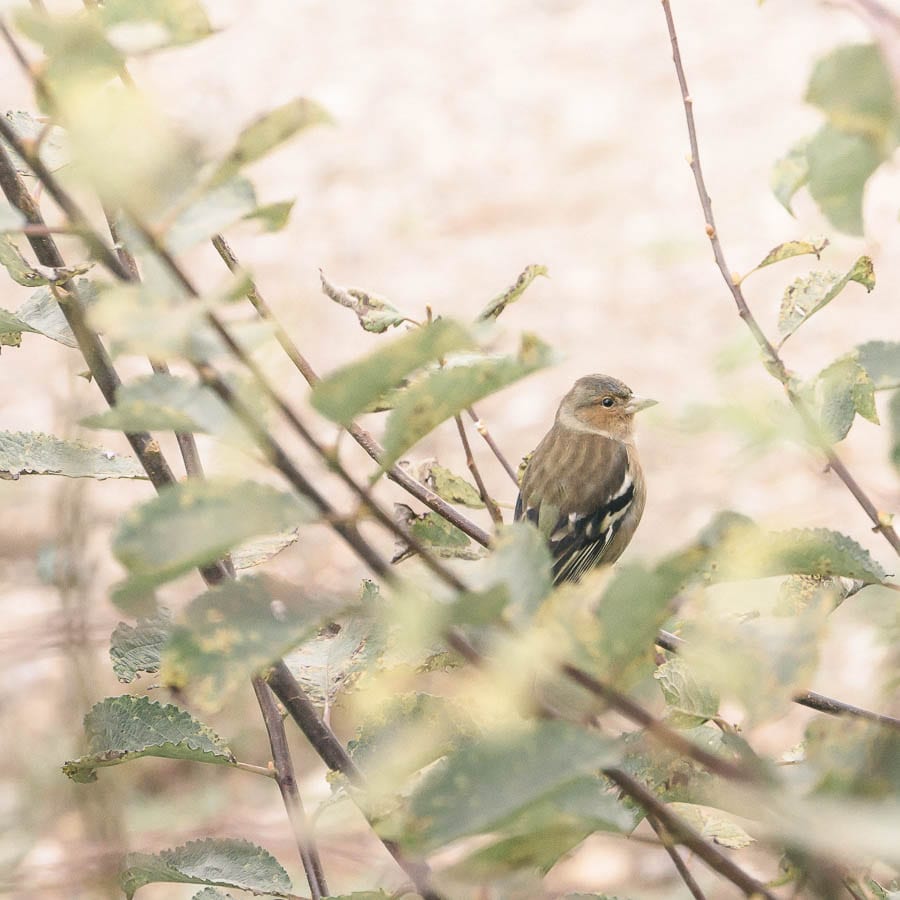 Big Garden Birdwatch chaffinch