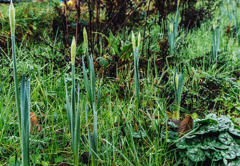 Daffodil buds in January garden