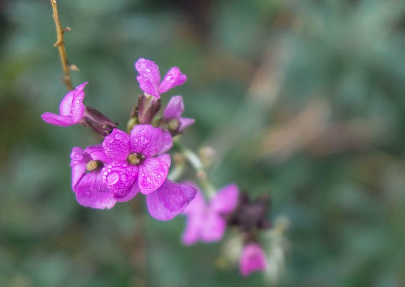 Erysimum Bowles's Mauve in January