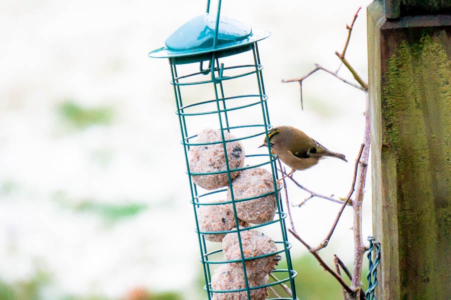 Goldcrest at feeder