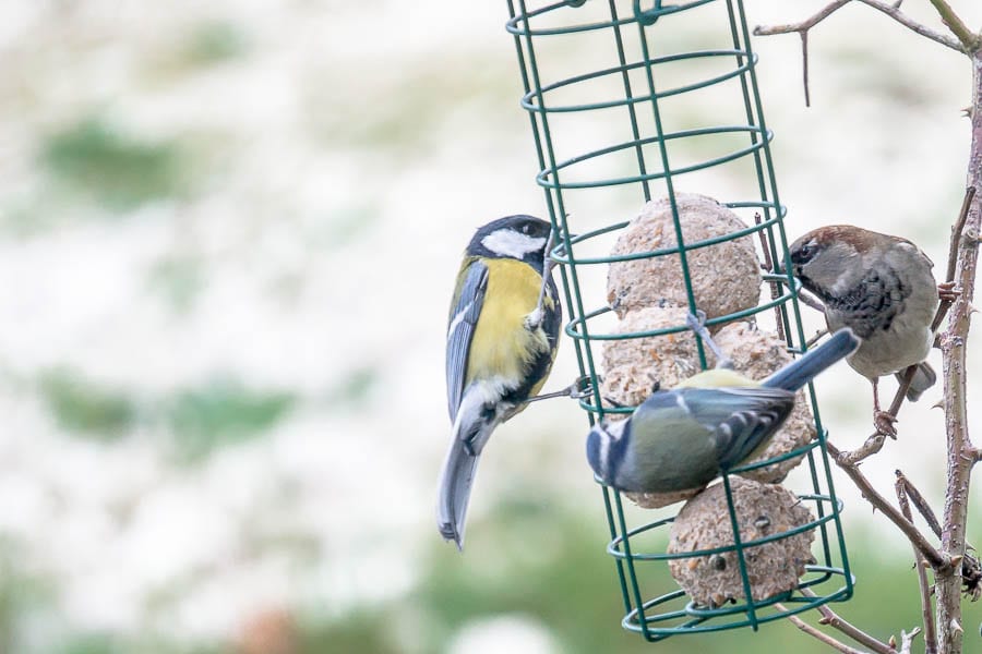 Great tit blue tit and house sparrow