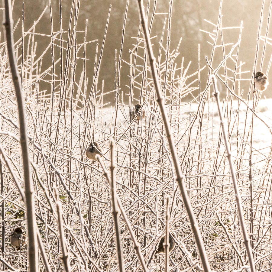 Group of sparrows in hedge