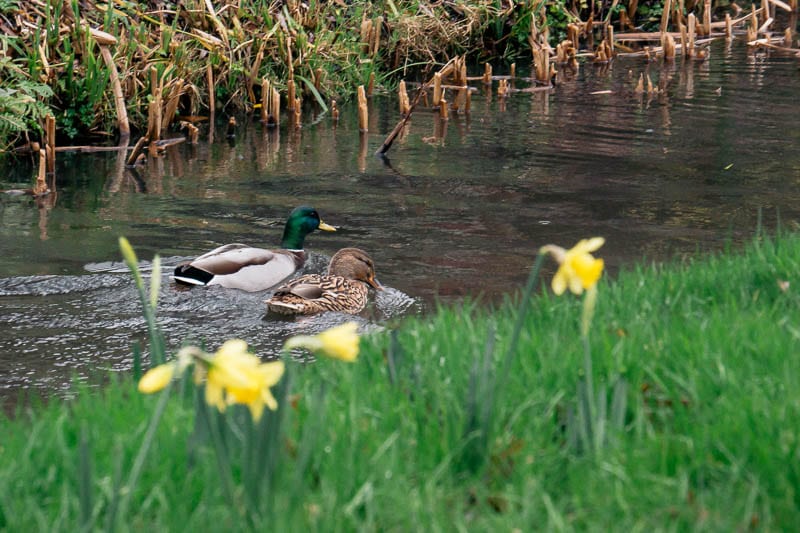 Hever Castle Gardens Ducks and Daffodils