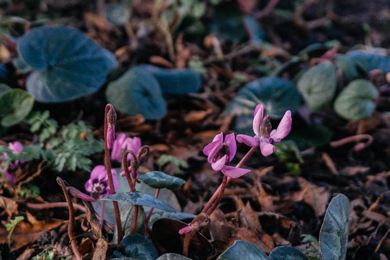 Hever Castle gardens cyclamen pink