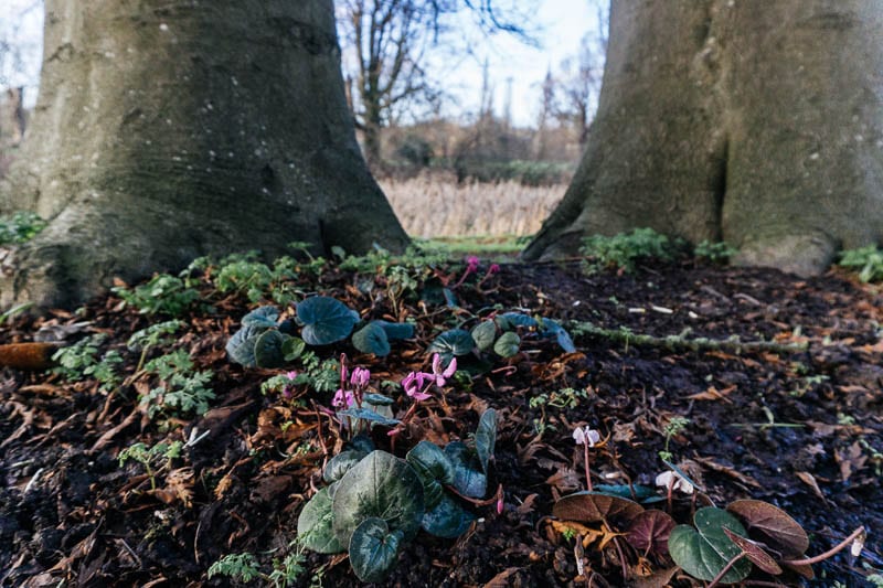 Hever Castle gardens cyclamen