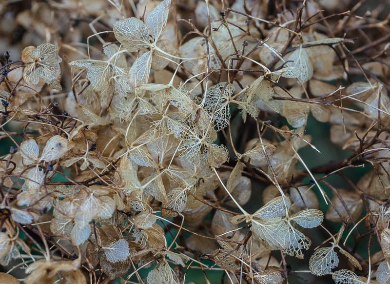 January garden brown hydrangeas skeleton leaves