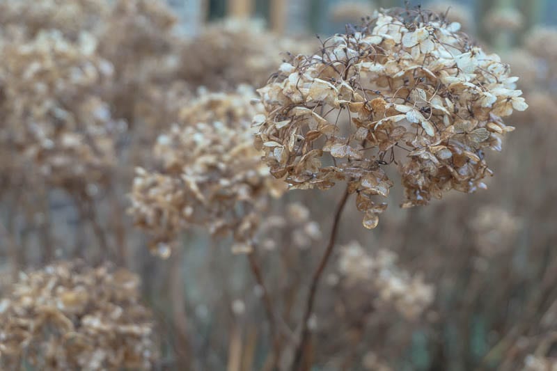 January garden brown hydrangeas