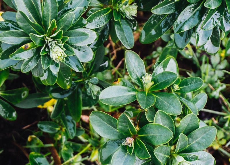 January garden plant with rain on leaves