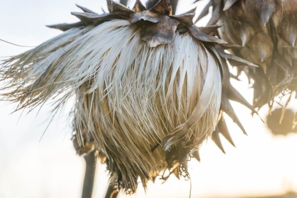 January Artichoke in winter