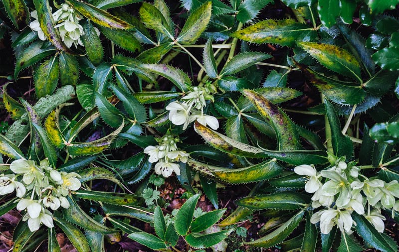 January garden exotic plant with white flowers