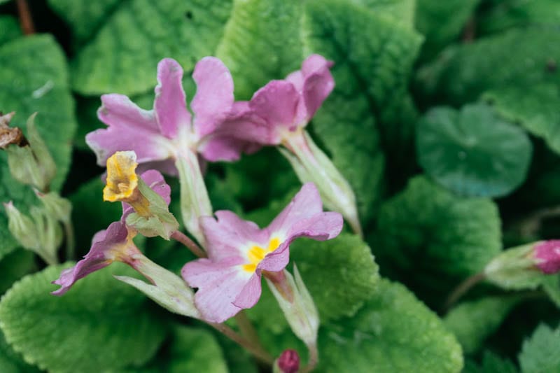 January pink primroses