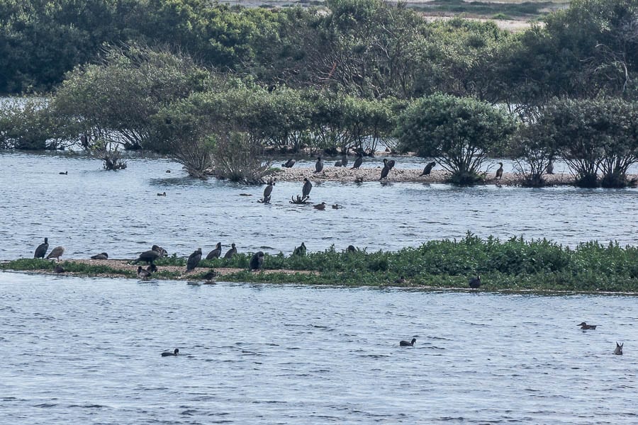 Kids bird watching RSPB Dungeness reserve