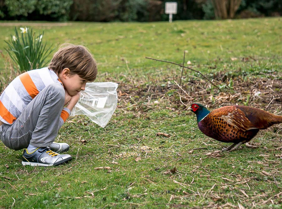 Kids bird watching pheasant