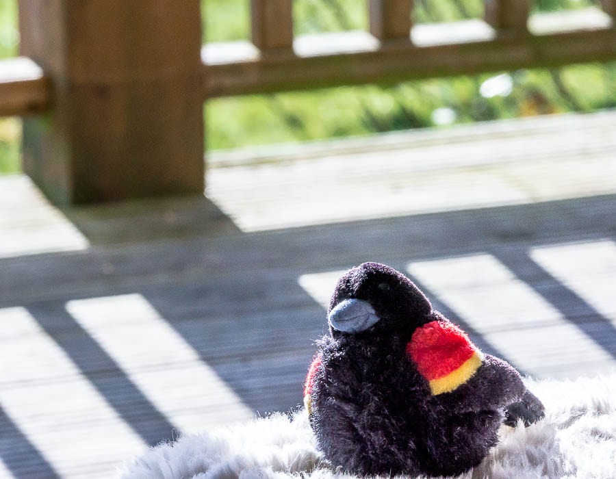 Kids bird watching red wing blackbird plush toy