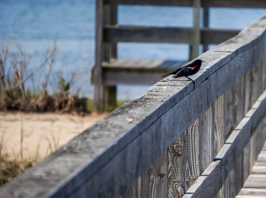 Kids bird watching redwinged blackbird