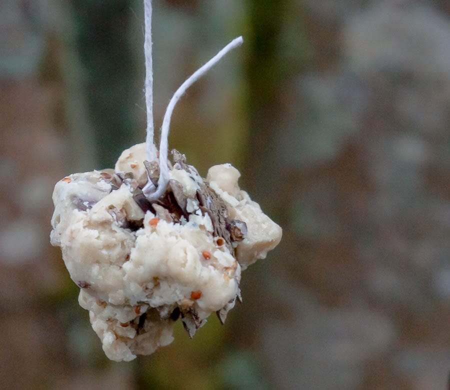 Kids bird watching suet and seed cone