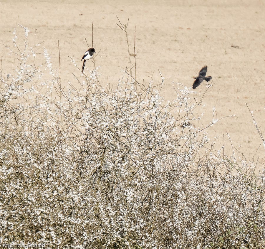 Big Garden Birdwatch Magpie and crow