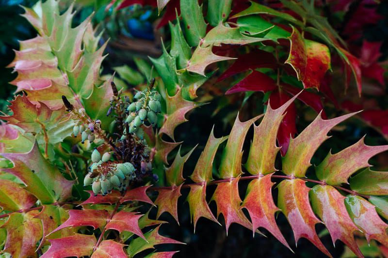 Mahonia in January