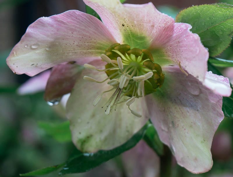 My January garden Christmas rose close up