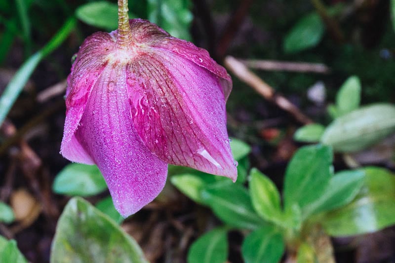 My January garden hellebore with raindrops