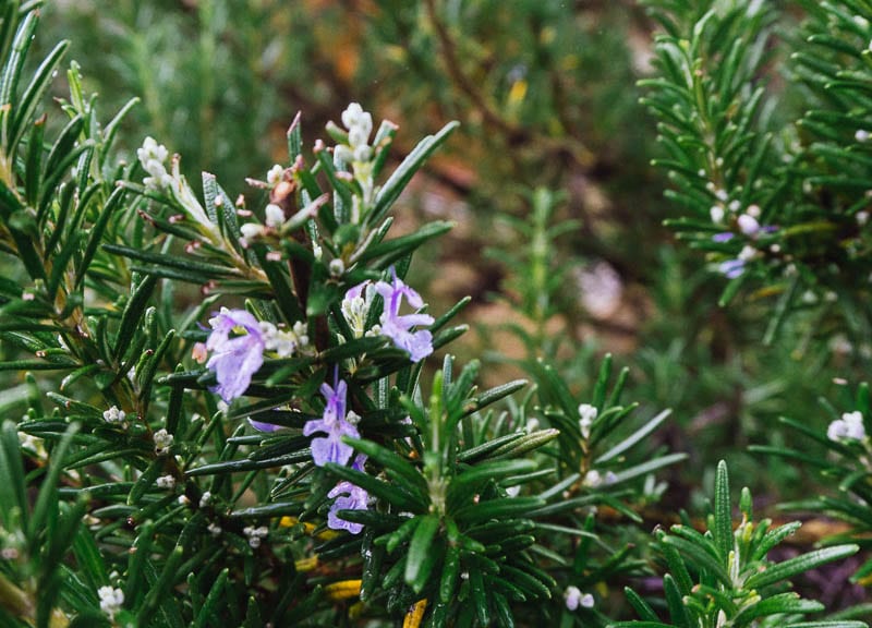 My January garden rosemary flowers