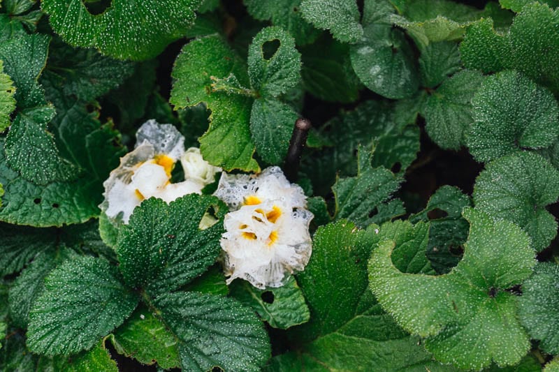 My January garden water logged primrose