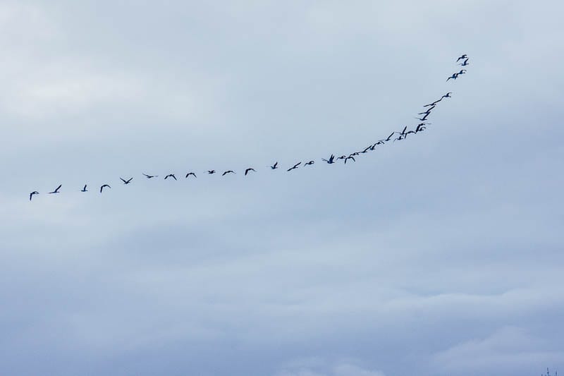 My January garden winter geese formation