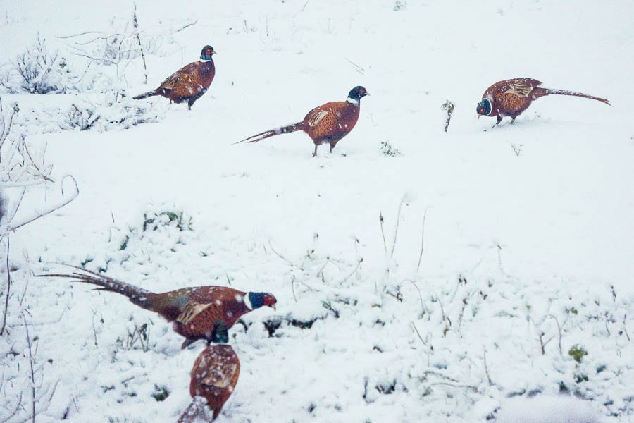 Pheasants in snow