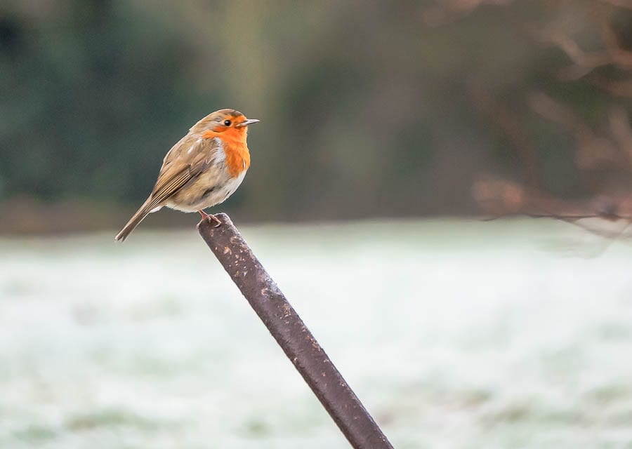 Robin on pole