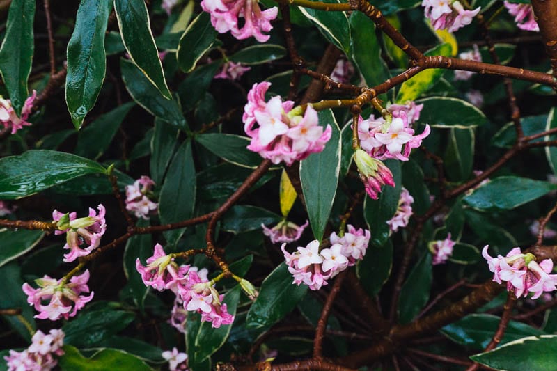 Daphne shrub with small pink flowers January