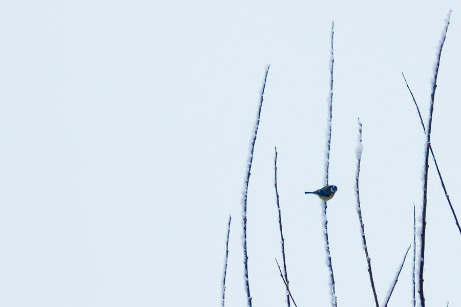 Snow Woods blue tit