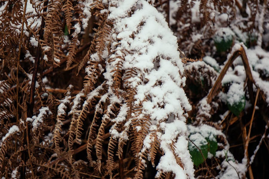 Snow Woods brown fern