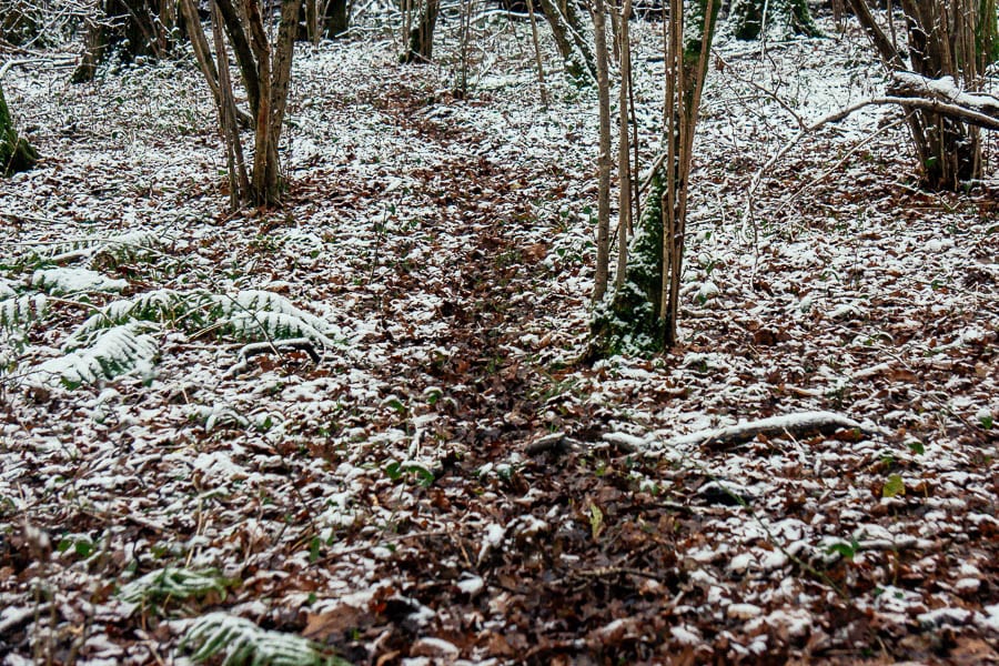 Snow Woods deer track