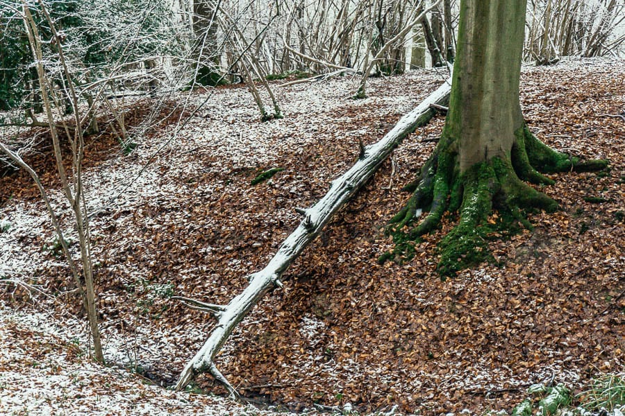 Snow Woods falledn trunk and tree base-1