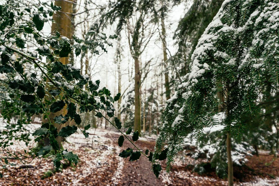 Snow Woods holly and fir branches touching